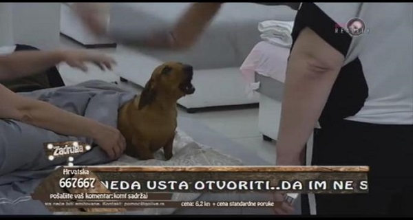 SAMO JE ZACVILELA: Sirota Žuta… Iznenada je UDARIO, svi zadrugari pritrčali ali KASNO (FOTO)