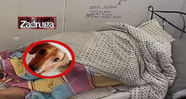 NEVIĐEN GRUPNJAK U ZADRUZI! Nadežda jaše Mikija, krevet škripi od SEKSA, učestvuje i ŽUTA! (VIDEO)