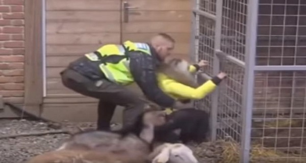 MUČNA SCENA! Ona OČAJNA kopa rupu u dvorištu Zadruge, obezbeđenje je odvodi NA SILU! (VIDEO)