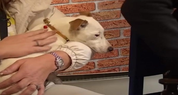 Pas Vesna odbija da jede nakon što su joj ovo uradili – gledaoci besni kako Janjuš tretira kuče u Eliti